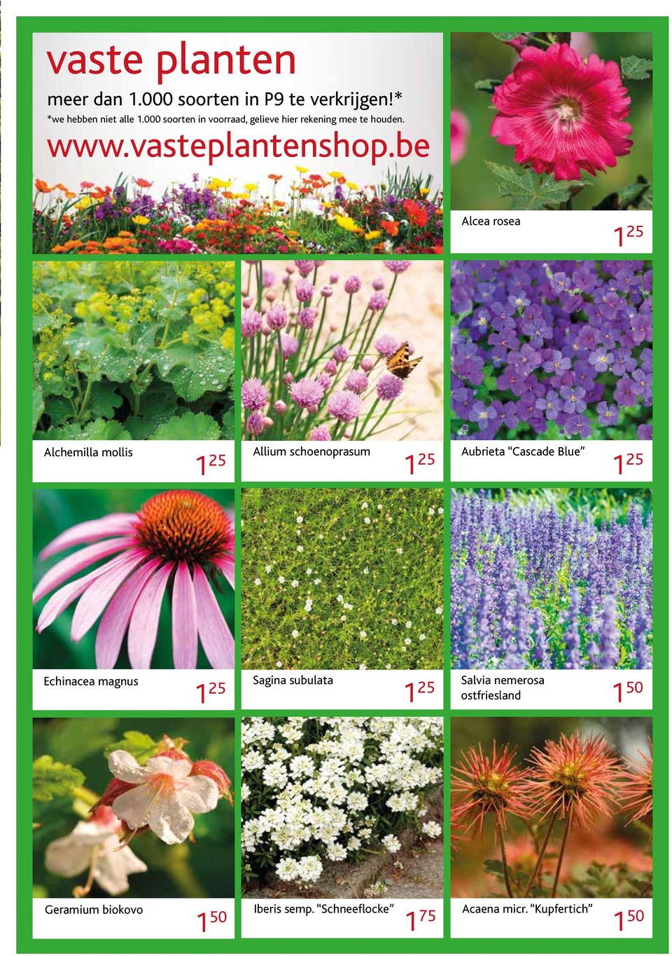 be Alcea rosea 1 25 Alchemilla mollis 1 25 Allium schoenoprasum 1 25 Aubrieta Cascade Blue 1 25