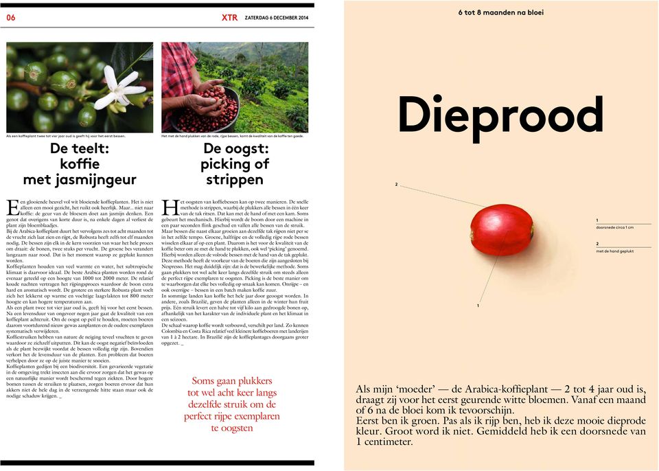 De oogst: picking of strippen Dieprood Een glooiende heuvel vol wit bloeiende koffieplanten. Het is niet alleen een mooi gezicht, het ruikt ook heerlijk. Maar.