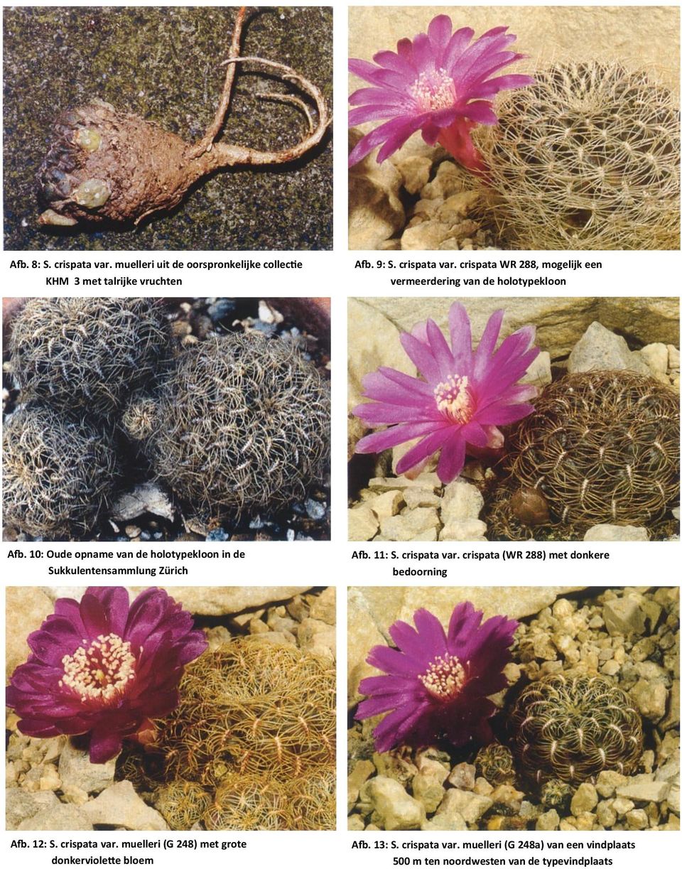 crispata (WR 288) met donkere bedoorning Afb. 12: S. crispata var. muelleri (G 248) met grote donkerviolette bloem Afb. 13: S.