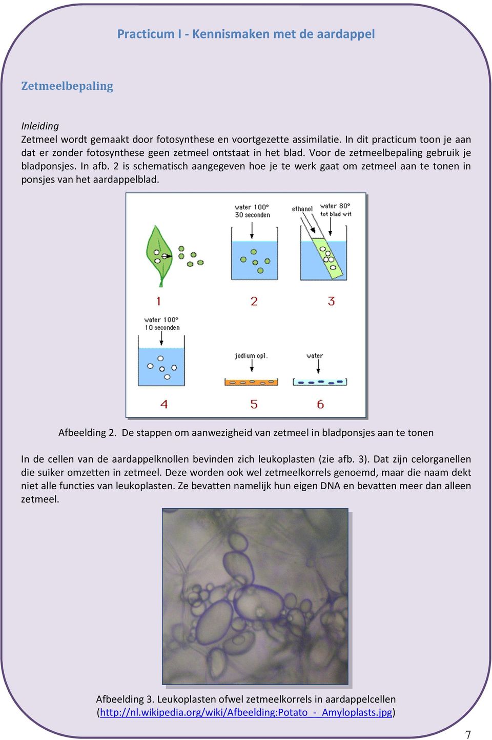 2 is schematisch aangegeven hoe je te werk gaat om zetmeel aan te tonen in ponsjes van het aardappelblad. Afbeelding 2.