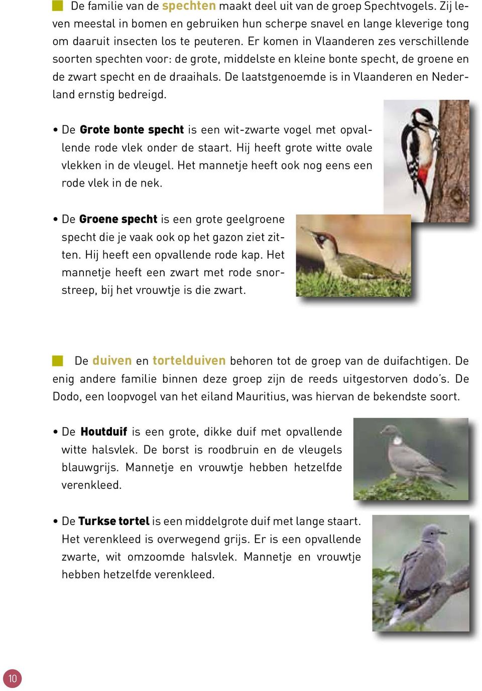 De laatstgenoemde is in Vlaanderen en Nederland ernstig bedreigd. De Grote bonte specht is een wit-zwarte vogel met opvallende rode vlek onder de staart.