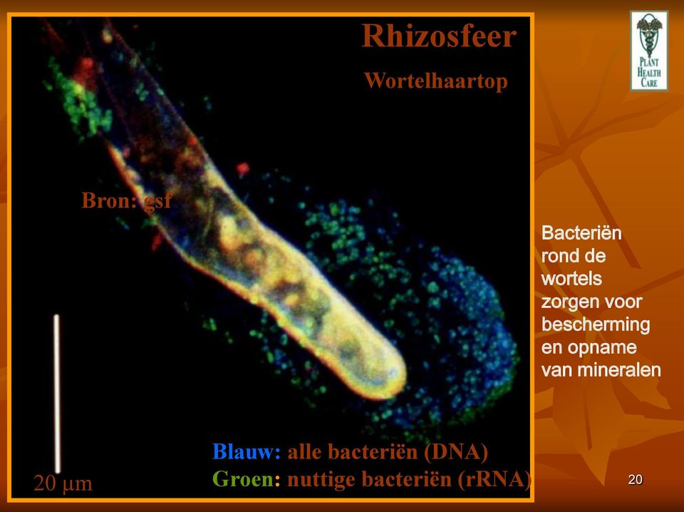 opname van mineralen 20 µm Blauw: alle