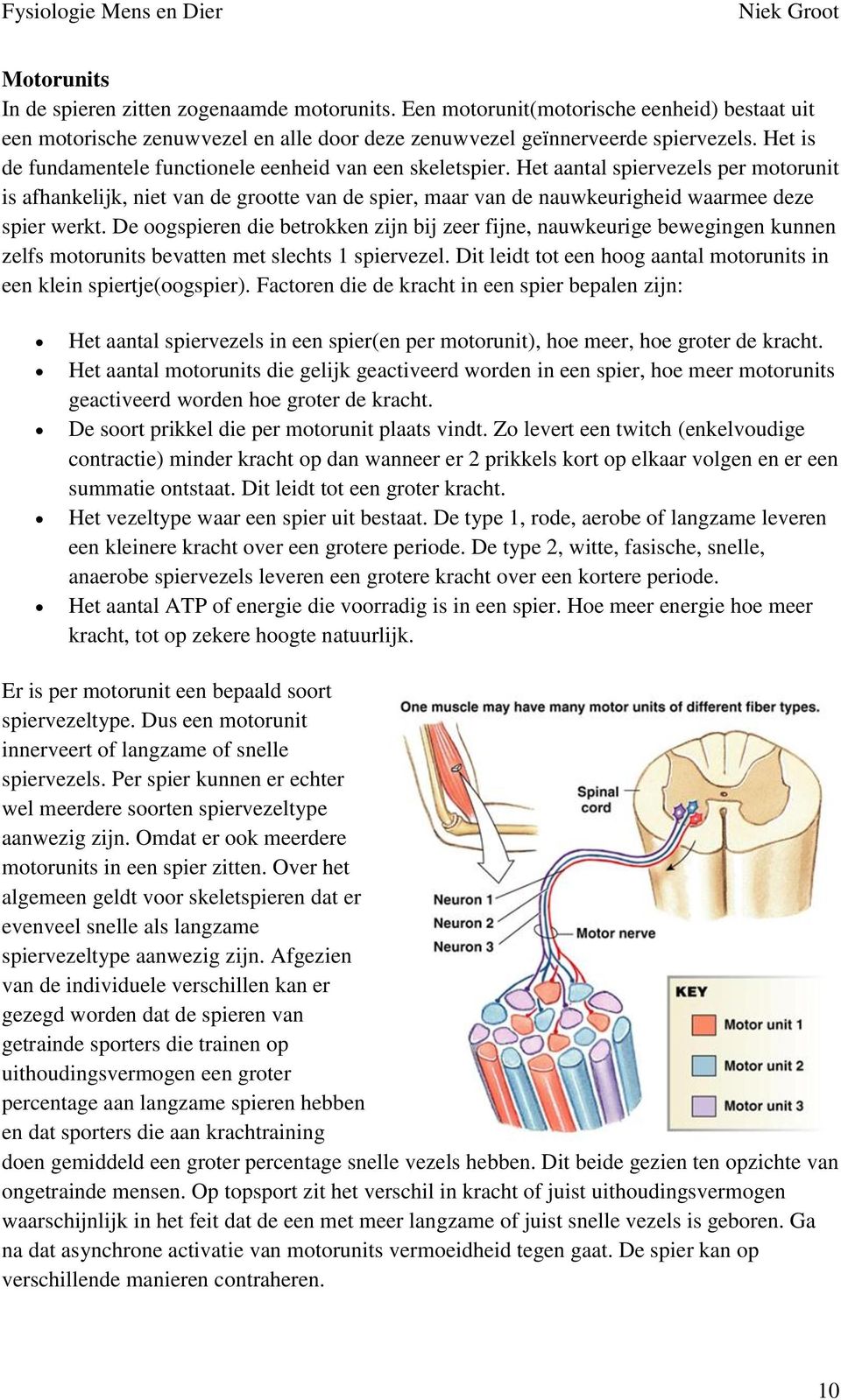 Het aantal spiervezels per motorunit is afhankelijk, niet van de grootte van de spier, maar van de nauwkeurigheid waarmee deze spier werkt.