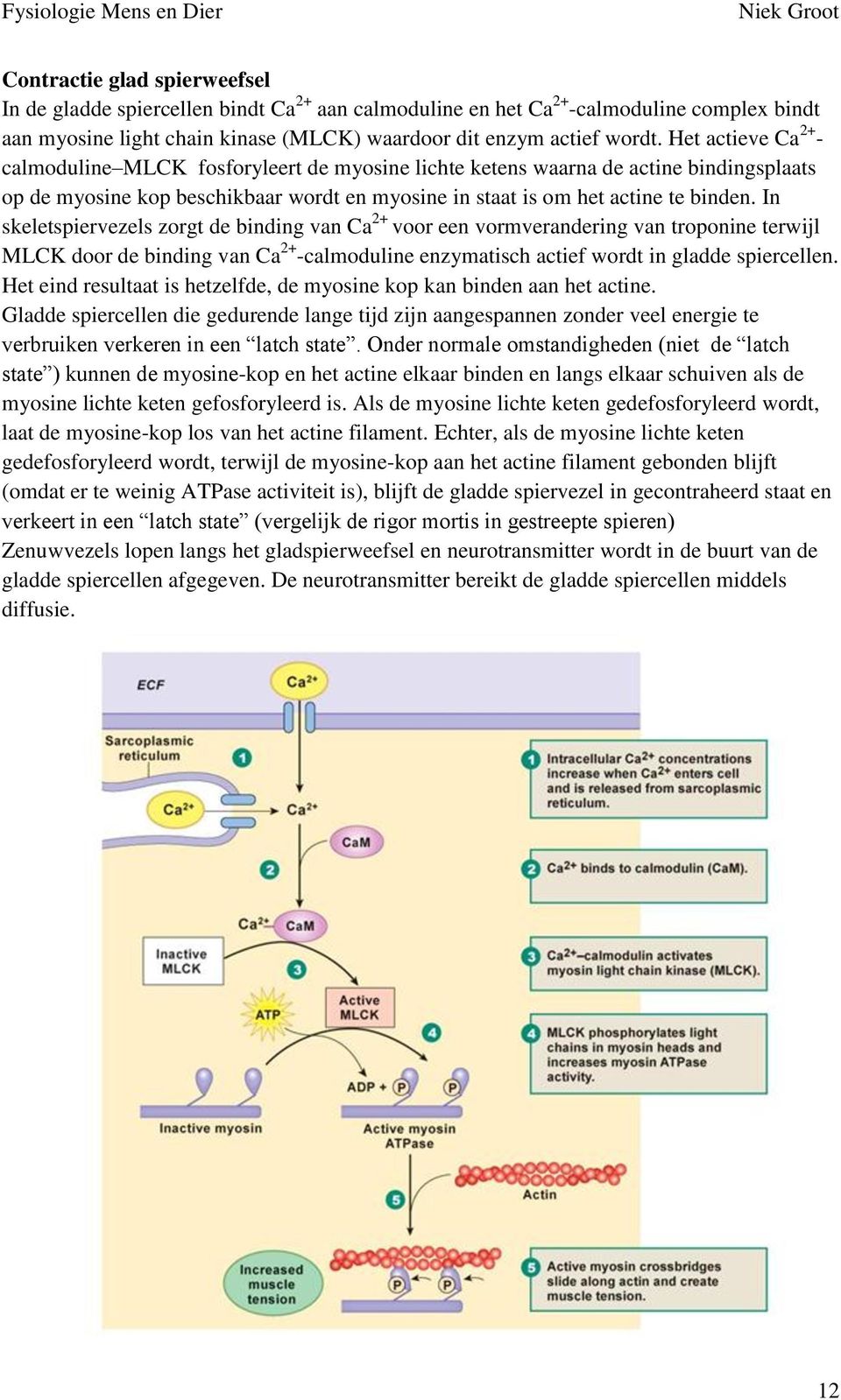 In skeletspiervezels zorgt de binding van Ca 2+ voor een vormverandering van troponine terwijl MLCK door de binding van Ca 2+ -calmoduline enzymatisch actief wordt in gladde spiercellen.