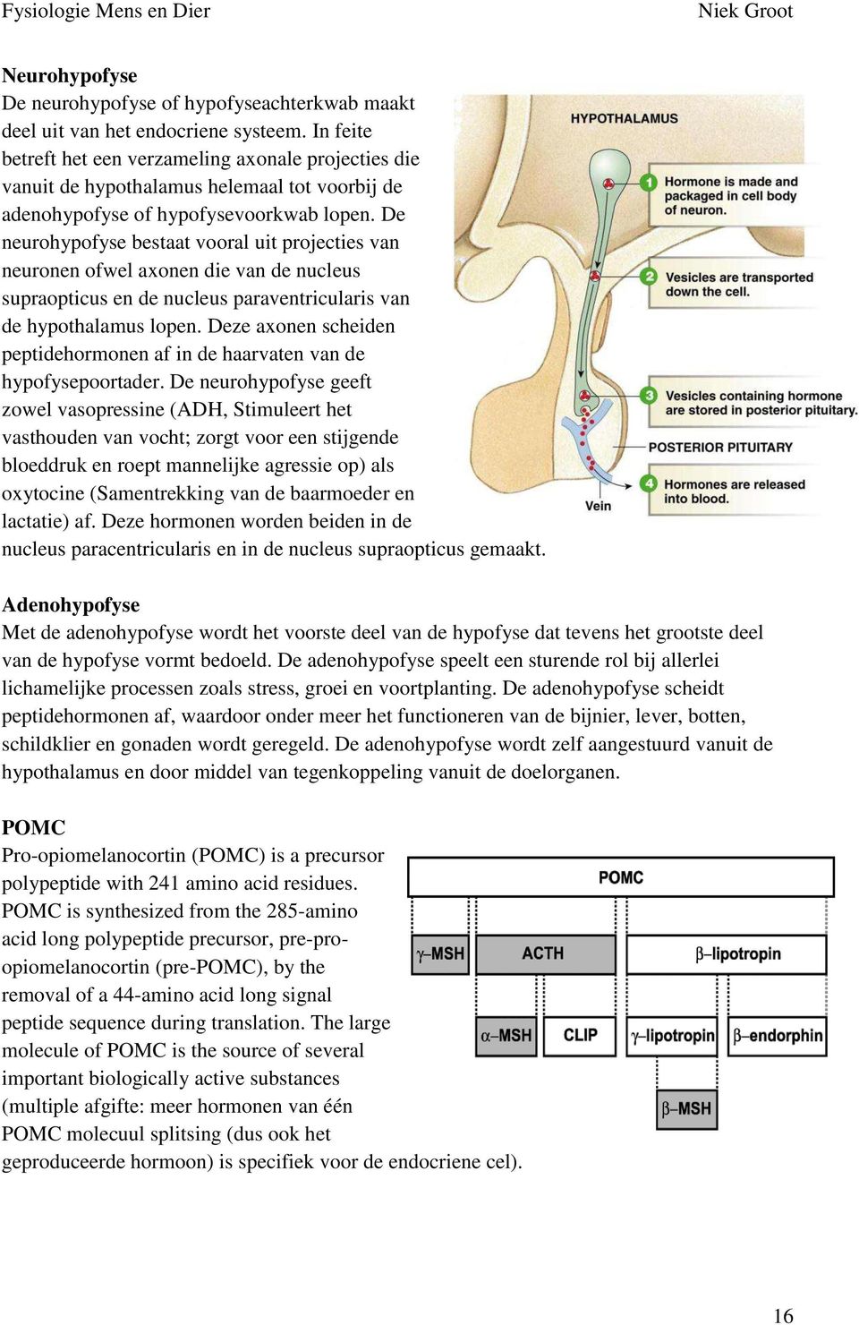 De neurohypofyse bestaat vooral uit projecties van neuronen ofwel axonen die van de nucleus supraopticus en de nucleus paraventricularis van de hypothalamus lopen.