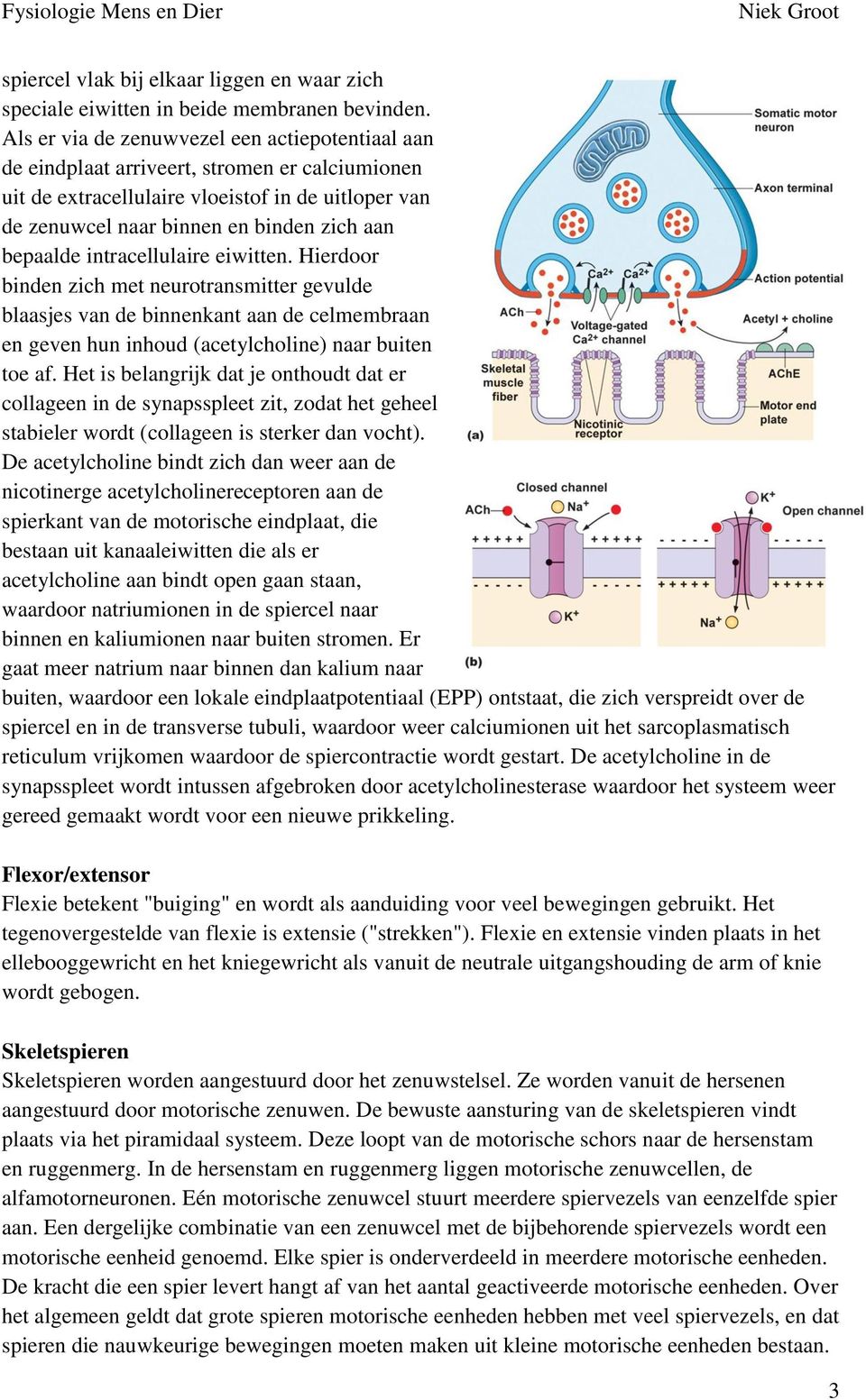 bepaalde intracellulaire eiwitten. Hierdoor binden zich met neurotransmitter gevulde blaasjes van de binnenkant aan de celmembraan en geven hun inhoud (acetylcholine) naar buiten toe af.