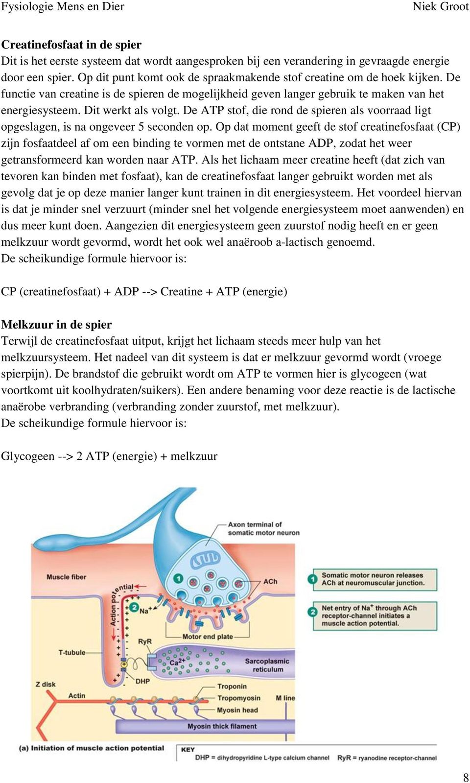 De ATP stof, die rond de spieren als voorraad ligt opgeslagen, is na ongeveer 5 seconden op.