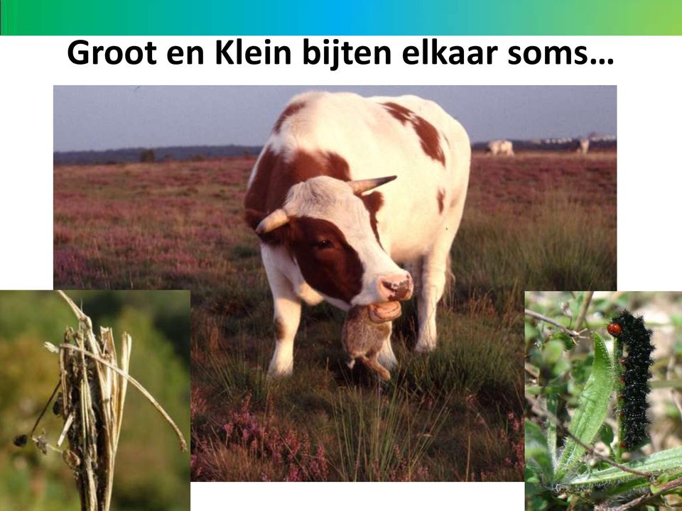 bijten