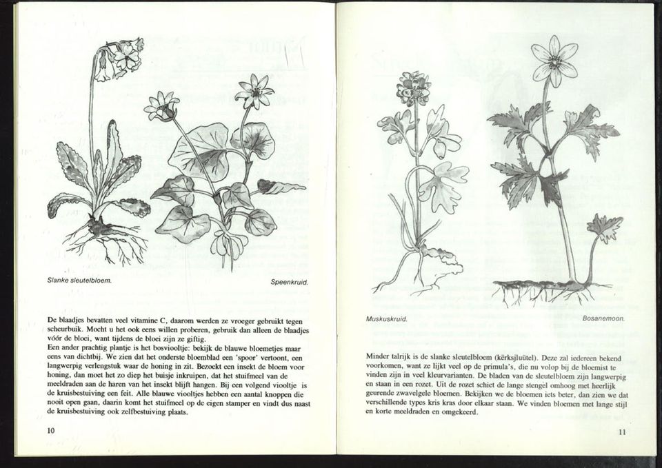 Een ander prachtig plantje is het bosviooltje: bekijk de blauwe bloemetjes maar eens van dichtbij.