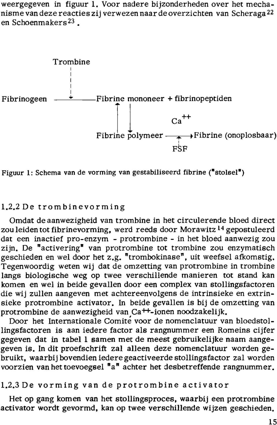 2De trombinevorming Omdat de aanwezigheid van trombine in het circulerende bloed direct zou leiden tot fibrinevorming, werd reeds door Morawitz 14 gepostuleerd dat een inactief pro-enzym -