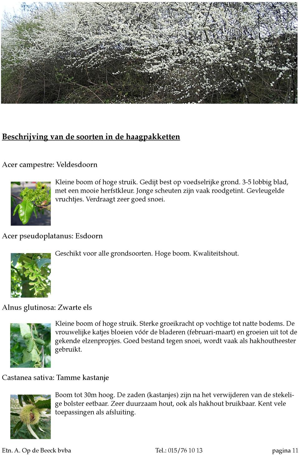 Alnus glutinosa: Zwarte els Kleine boom of hoge struik. Sterke groeikracht op vochtige tot natte bodems.