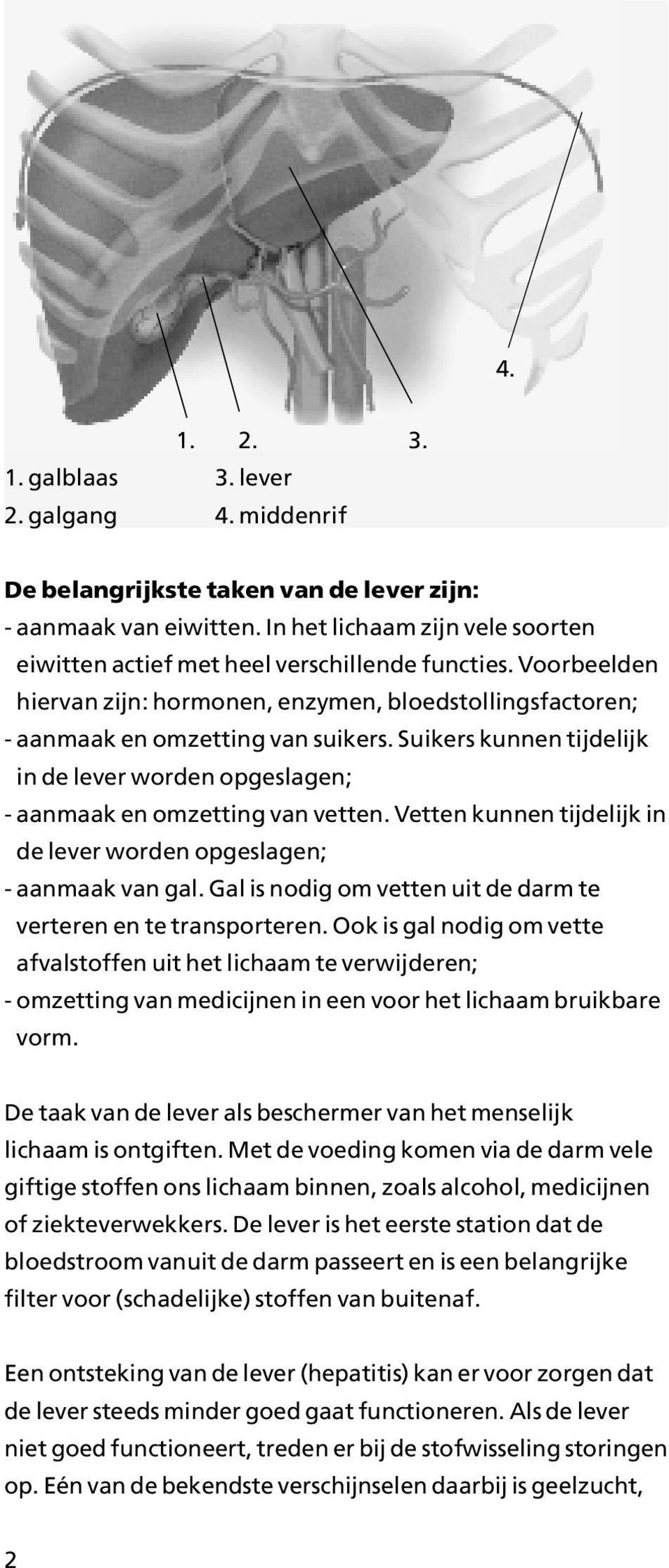 Suikers kunnen tijdelijk in de lever worden opgeslagen; - aanmaak en omzetting van vetten. Vetten kunnen tijdelijk in de lever worden opgeslagen; - aanmaak van gal.