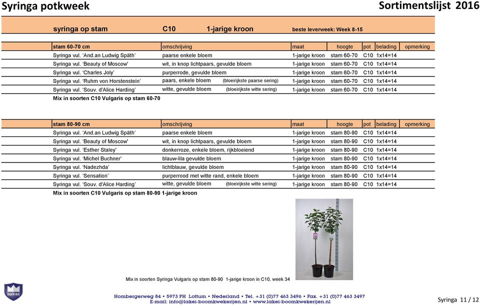 Charles Joly purperrode, gevulde bloem 1-jarige kroon stam 60-70 C10 1x14=14 Syringa vul.