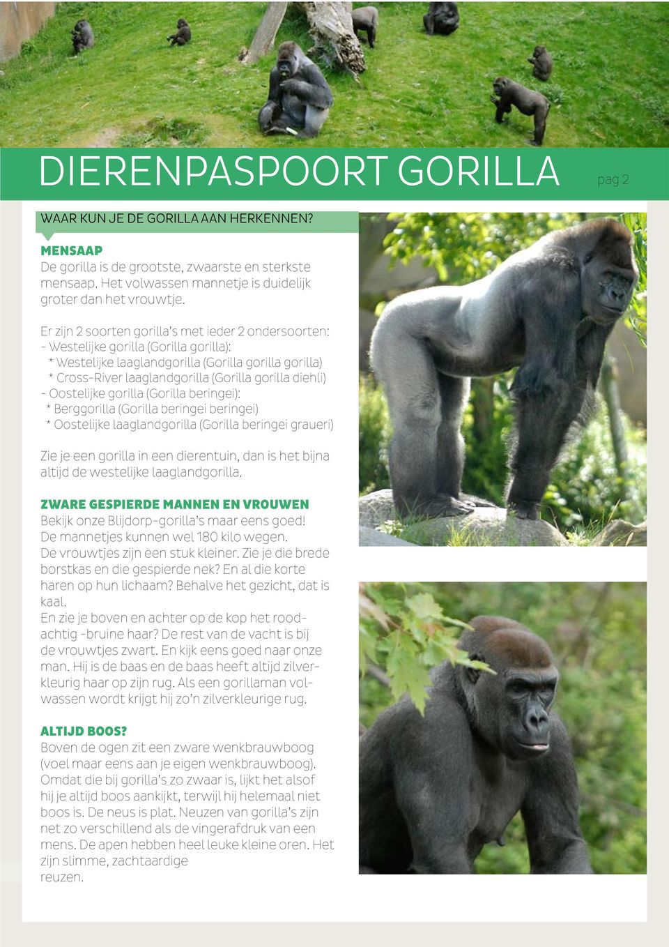 diehli) - Oostelijke gorilla (Gorilla beringei): * Berggorilla (Gorilla beringei beringei) * Oostelijke laaglandgorilla (Gorilla beringei graueri) Zie je een gorilla in een dierentuin, dan is het