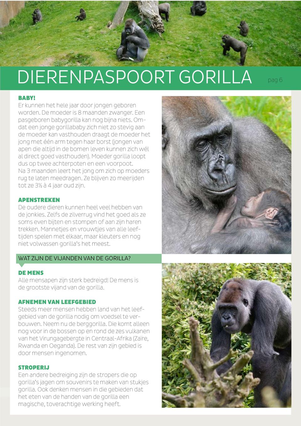 direct goed vasthouden). Moeder gorilla loopt dus op twee achterpoten en een voorpoot. Na 3 maanden leert het jong om zich op moeders rug te laten meedragen.