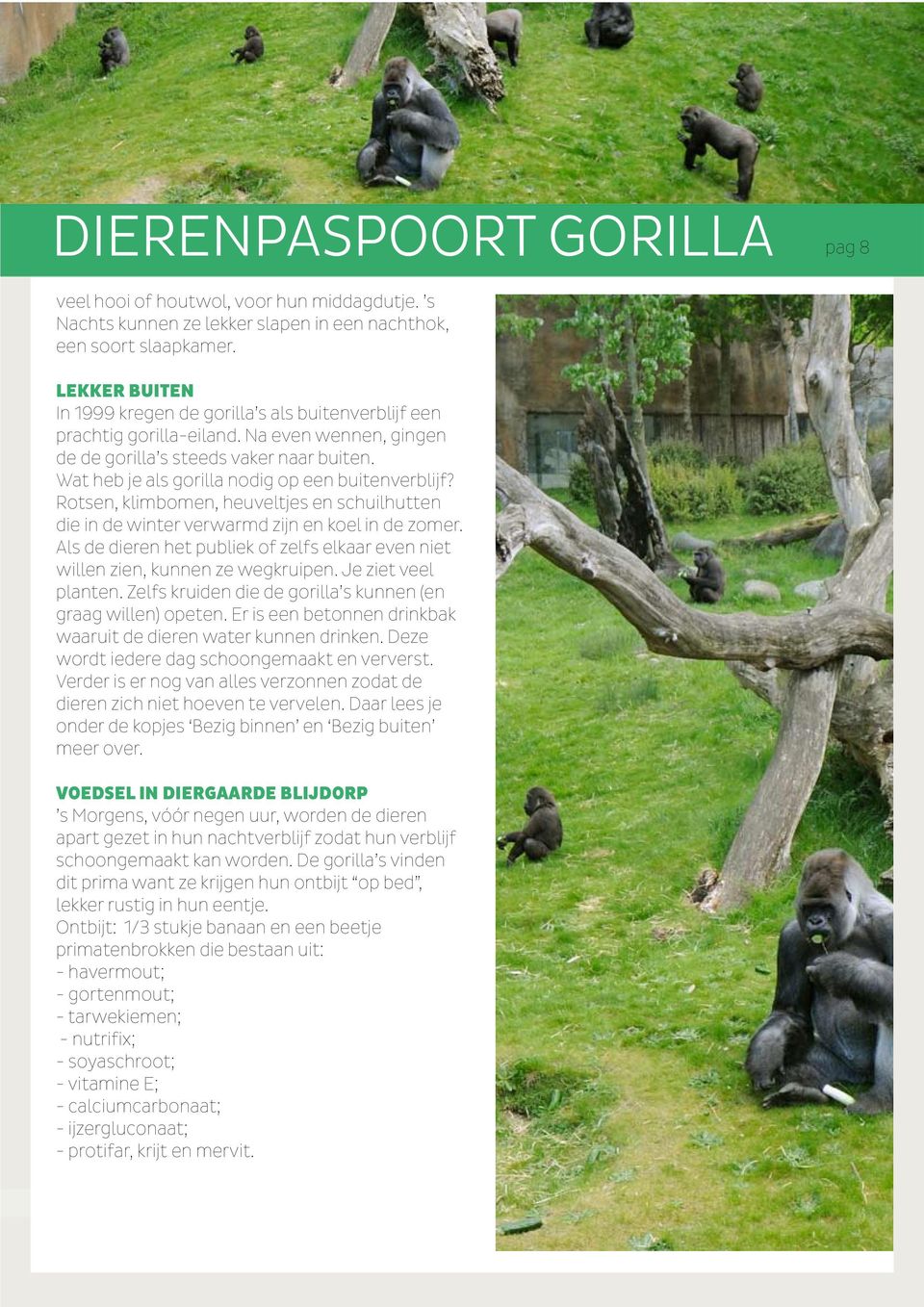 Wat heb je als gorilla nodig op een buitenverblijf? Rotsen, klimbomen, heuveltjes en schuilhutten die in de winter verwarmd zijn en koel in de zomer.