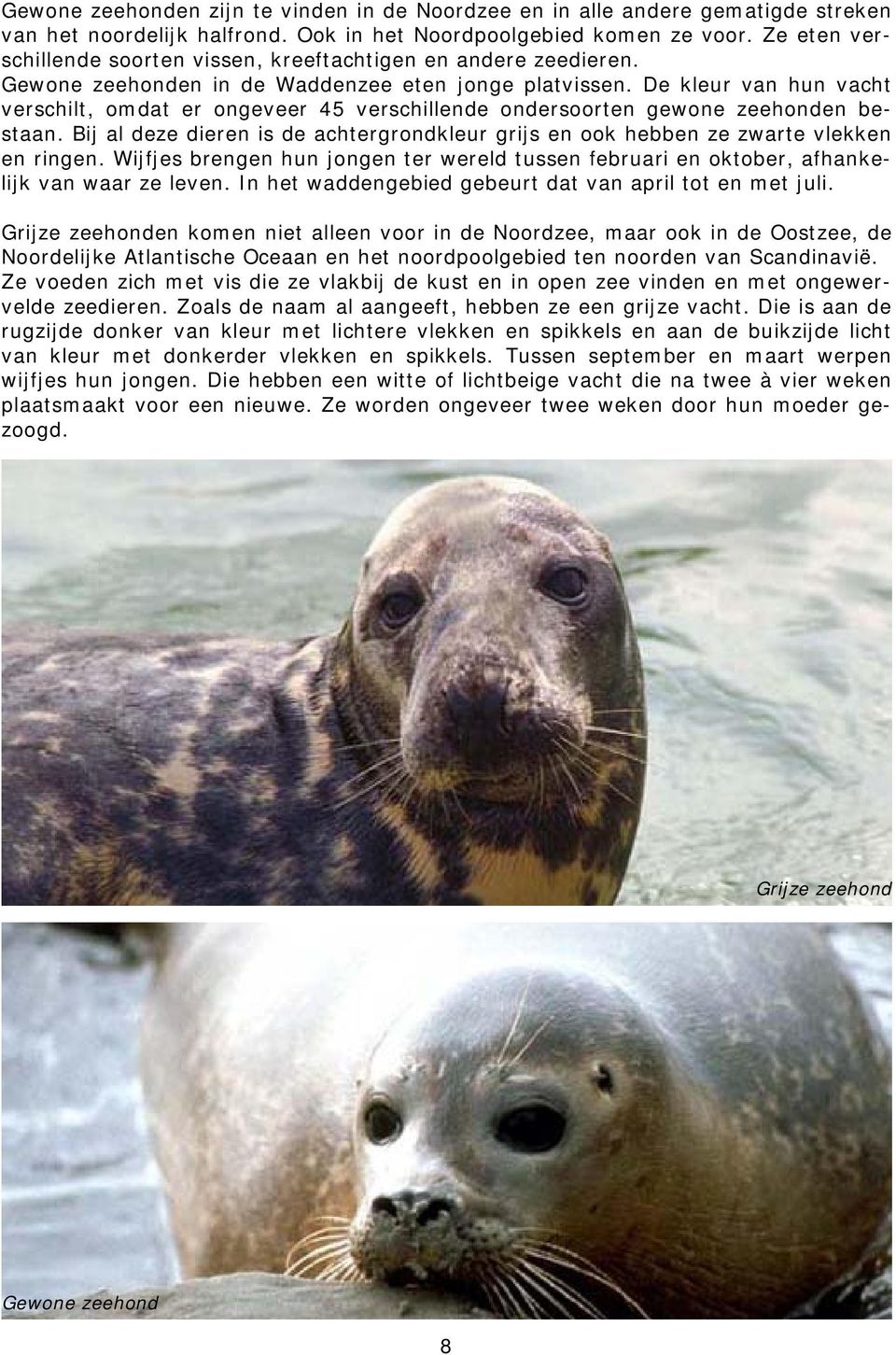 De kleur van hun vacht verschilt, omdat er ongeveer 45 verschillende ondersoorten gewone zeehonden bestaan. Bij al deze dieren is de achtergrondkleur grijs en ook hebben ze zwarte vlekken en ringen.