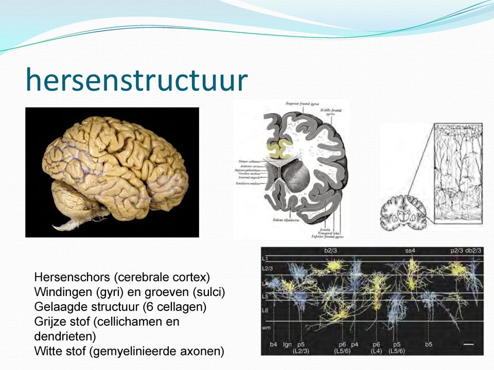 structuur (6 cellagen) Grijze stof (cellichamen