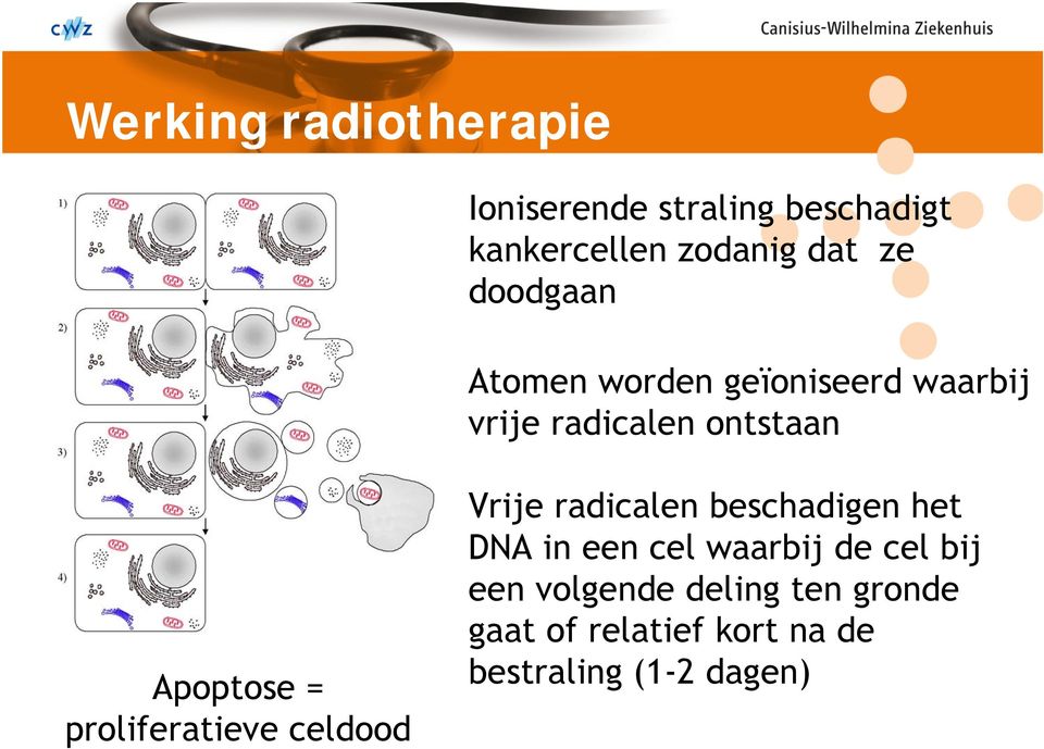 proliferatieve celdood Vrije radicalen beschadigen het DNA in een cel waarbij de