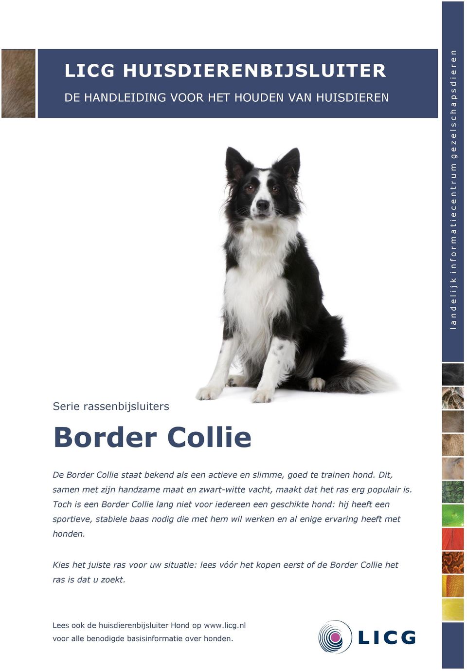Toch is een Border Collie lang niet voor iedereen een geschikte hond: hij heeft een sportieve, stabiele baas nodig die met hem wil werken en al enige ervaring heeft met honden.