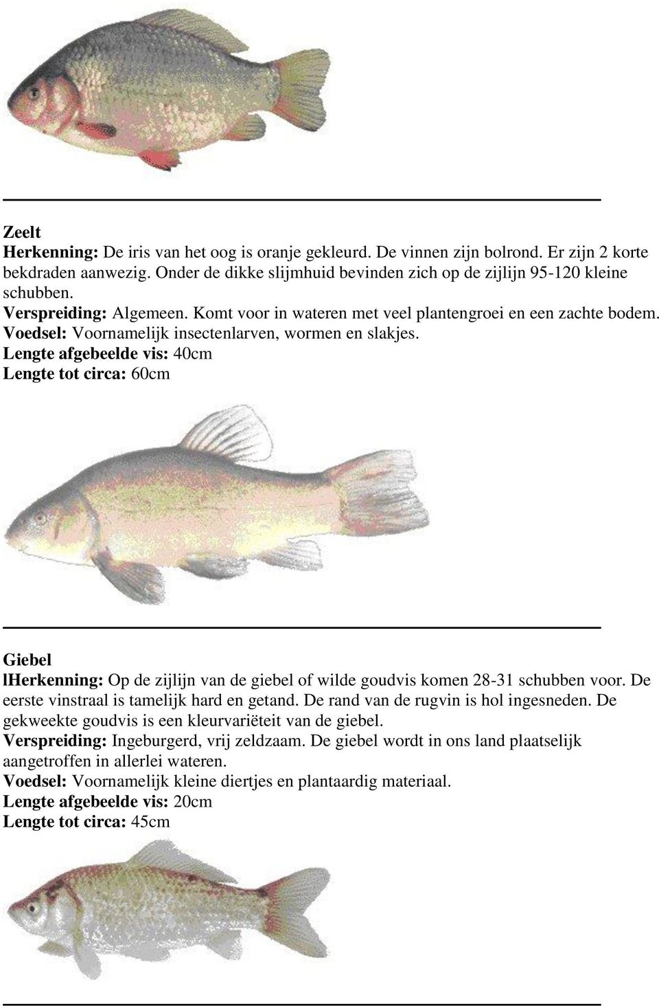 Lengte afgebeelde vis: 40cm Lengte tot circa: 60cm Giebel lherkenning: Op de zijlijn van de giebel of wilde goudvis komen 28-31 schubben voor. De eerste vinstraal is tamelijk hard en getand.