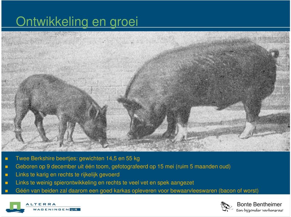 rechts te rijkelijk gevoerd Links te weinig spierontwikkeling en rechts te veel vet en