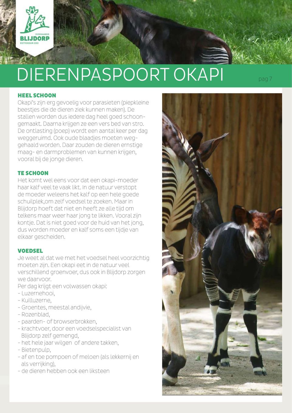 Daar zouden de dieren ernstige maag- en darmproblemen van kunnen krijgen, vooral bij de jonge dieren. TE SCHOON Het komt wel eens voor dat een okapi-moeder haar kalf veel te vaak likt.