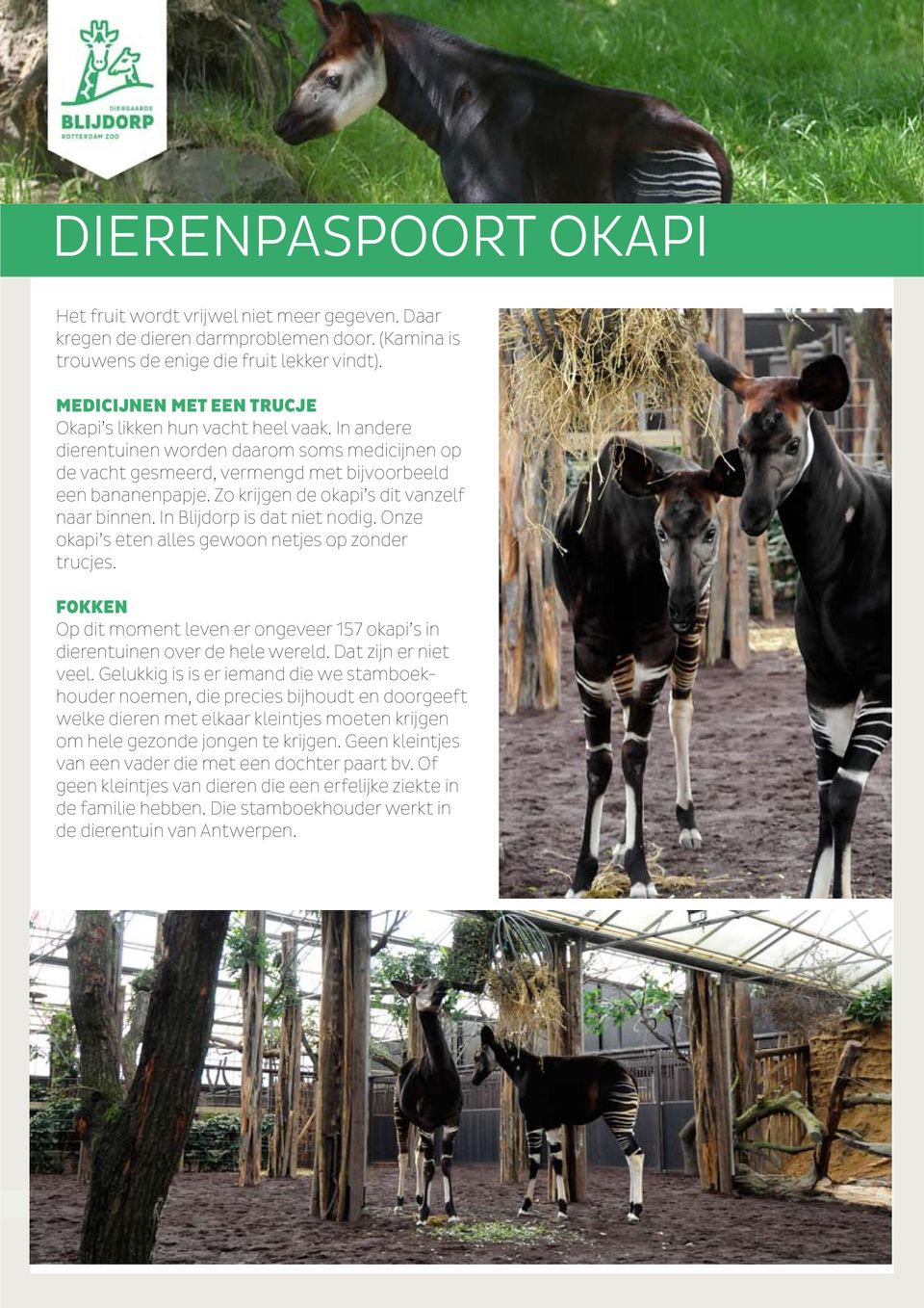 Zo krijgen de okapi s dit vanzelf naar binnen. In Blijdorp is dat niet nodig. Onze okapi s eten alles gewoon netjes op zonder trucjes.