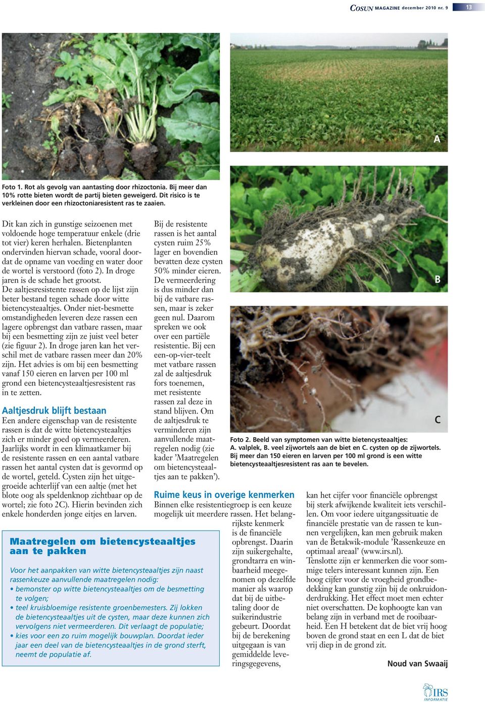 Bietenplanten ondervinden hiervan schade, vooral doordat de opname van voeding en water door de wortel is verstoord (foto 2). In droge jaren is de schade het grootst.