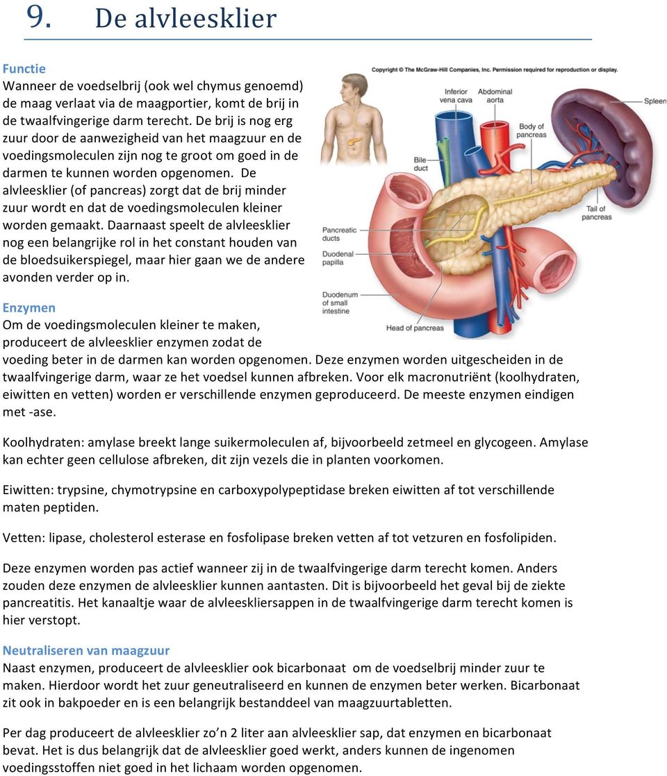 De alvleesklier (of pancreas) zorgt dat de brij minder zuur wordt en dat de voedingsmoleculen kleiner worden gemaakt.