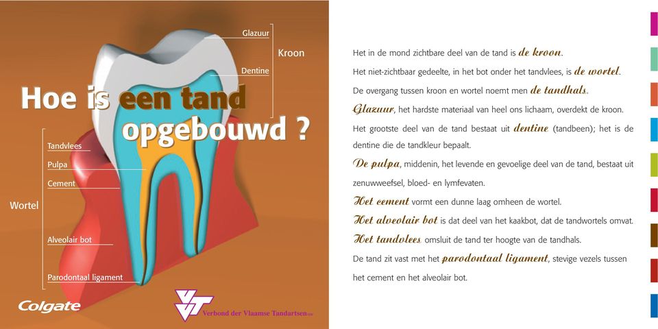 Glazuur, het hardste materiaal van heel ons lichaam, overdekt de kroon. Het grootste deel van de tand bestaat uit dentine (tandbeen); het is de dentine die de tandkleur bepaalt.