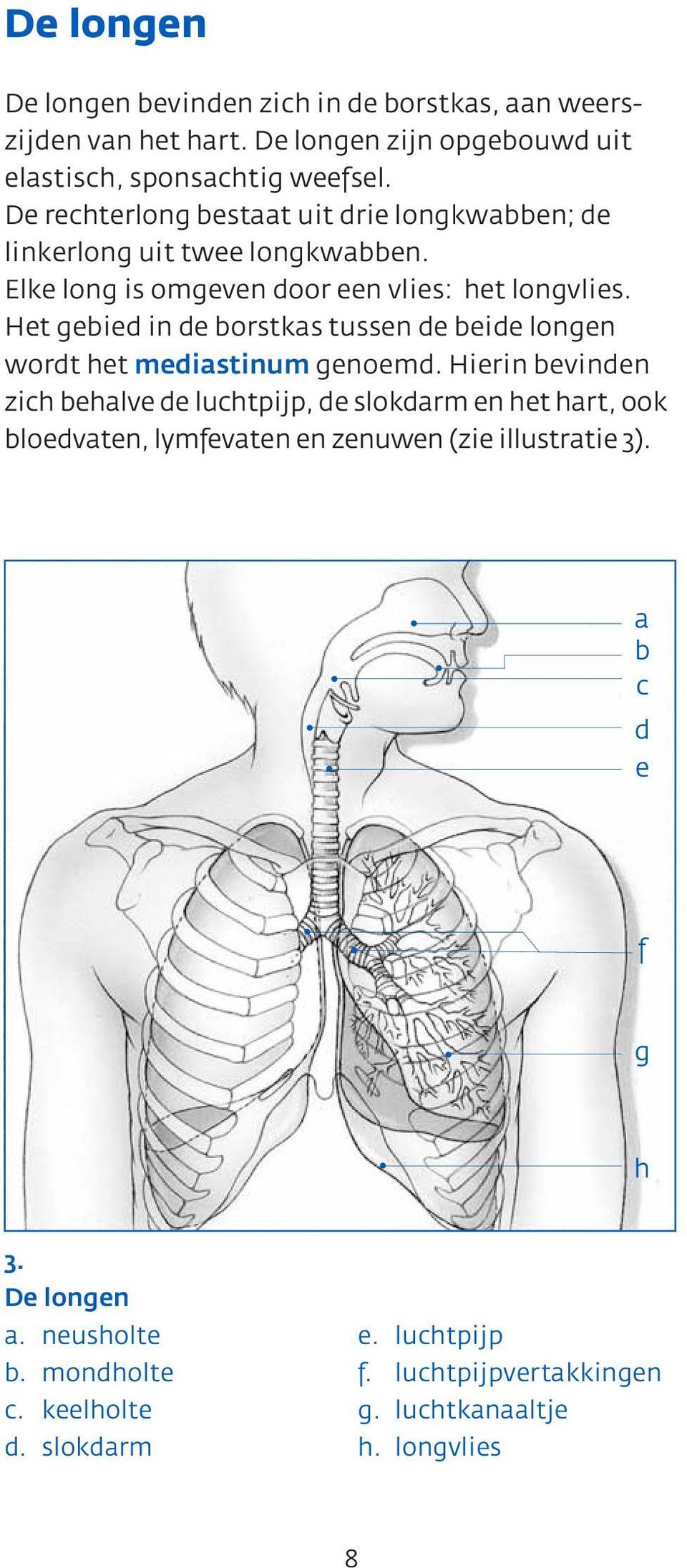 Het gebied in de borstkas tussen de beide longen wordt het mediastinum genoemd.