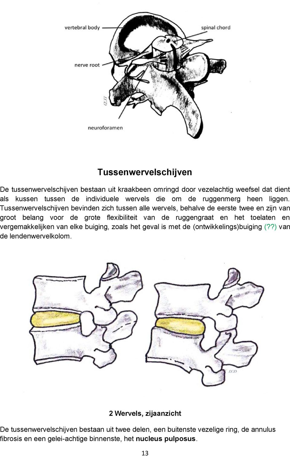 Tussenwervelschijven bevinden zich tussen alle wervels, behalve de eerste twee en zijn van groot belang voor de grote flexibiliteit van de ruggengraat en het