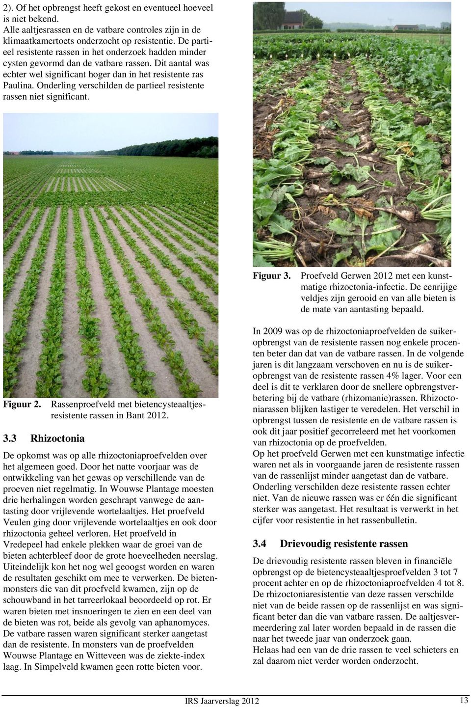 Onderling verschilden de partieel resistente rassen niet significant. Figuur 3. Proefveld Gerwen 2012 met een kunstmatige rhizoctonia-infectie.