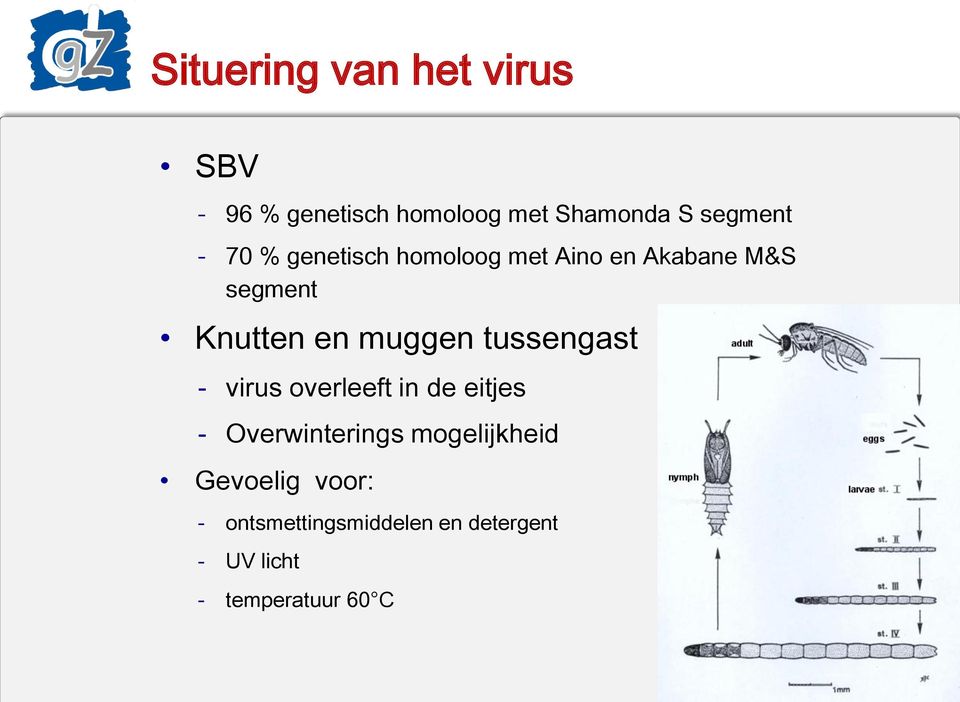 en muggen tussengast virus overleeft in de eitjes Overwinterings