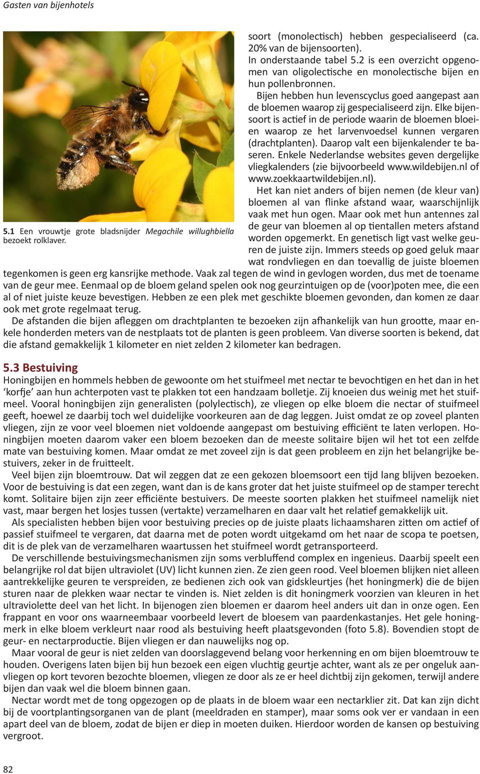 Elke bijensoort is actief in de periode waarin de bloemen bloeien waarop ze het larvenvoedsel kunnen vergaren (dracht planten). Daarop valt een bijenkalender te baseren.