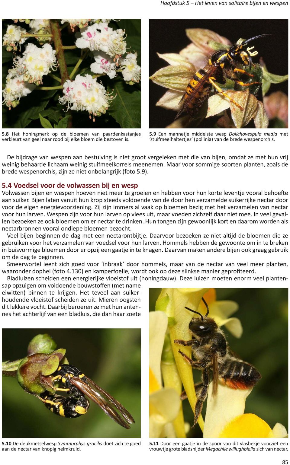 Maar voor sommige soorten planten, zoals de brede wespenorchis, zijn ze niet onbelangrijk (foto 5.
