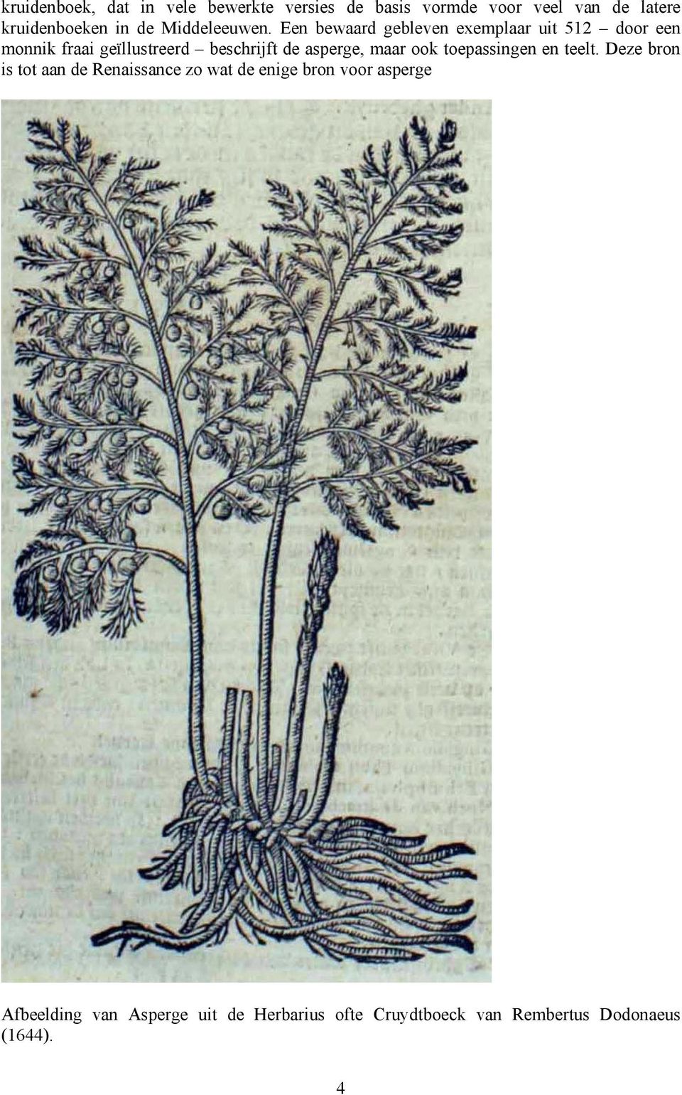 Een bewaard gebleven exemplaar uit 512 door een monnik fraai geïllustreerd beschrijft de asperge,