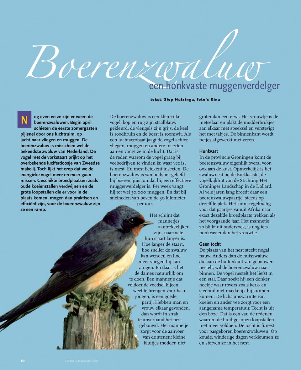 De vogel met de vorkstaart prijkt op het overbekende luciferdoosje van Zweedse makelij. Toch lijkt het erop dat we de energieke vogel meer en meer gaan missen.