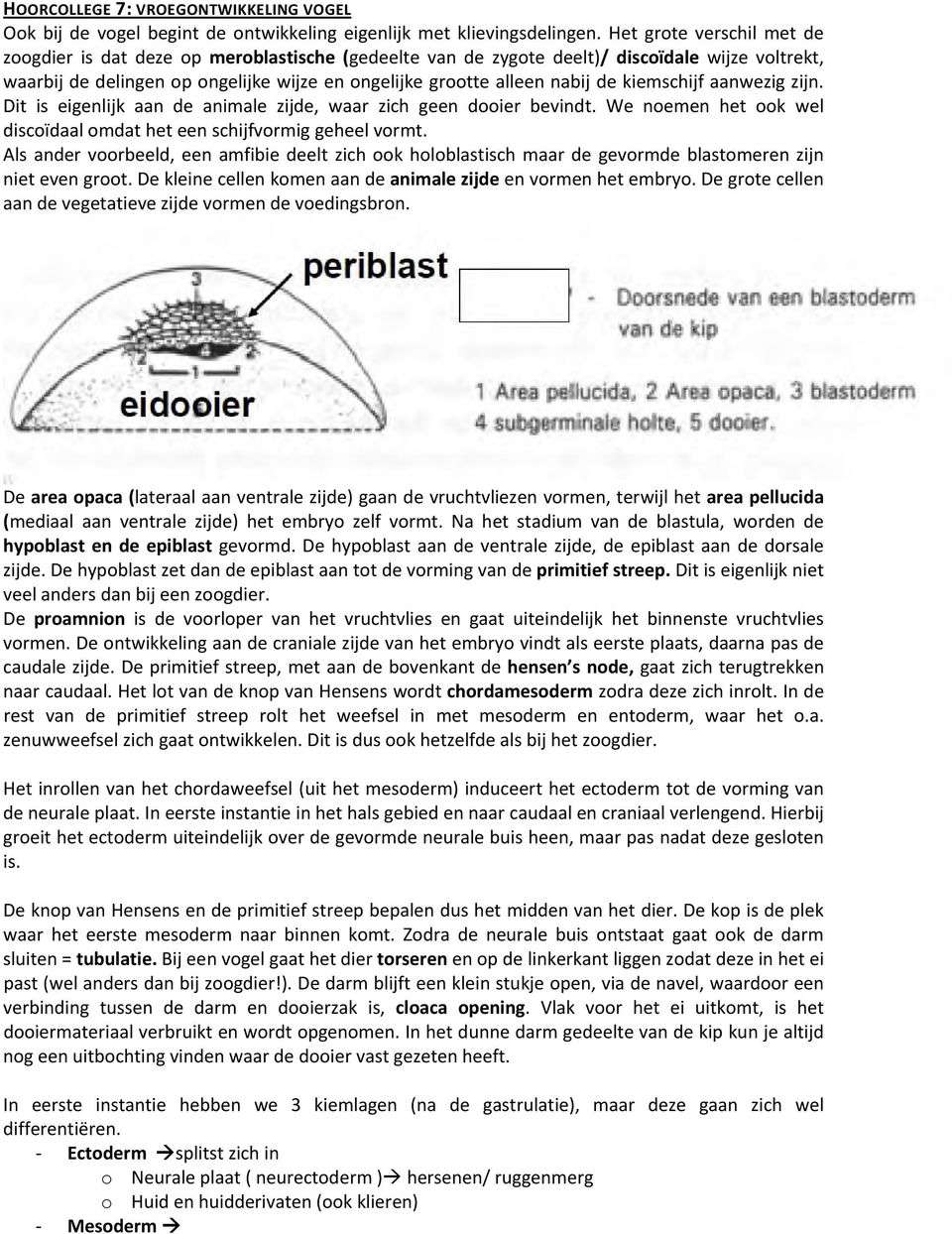 kiemschijf aanwezig zijn. Dit is eigenlijk aan de animale zijde, waar zich geen dooier bevindt. We noemen het ook wel discoïdaal omdat het een schijfvormig geheel vormt.