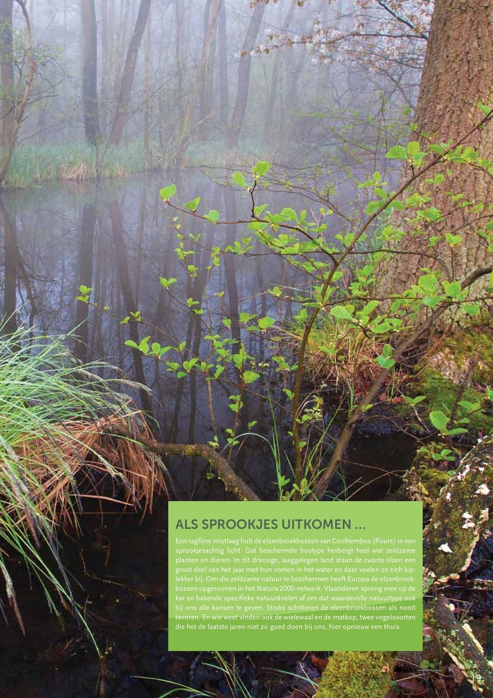 Om die zeldzame natuur te beschermen heeft Europa de elzenbroekbossen opgenomen in het Natura 2000-netwerk.