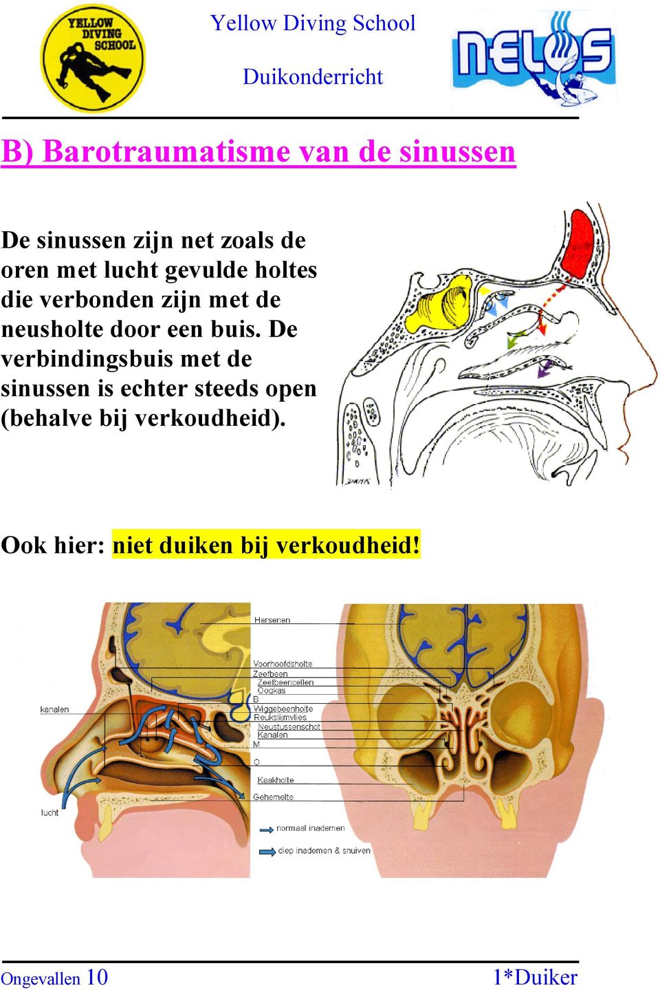 buis. De verbindingsbuis met de sinussen is echter steeds open