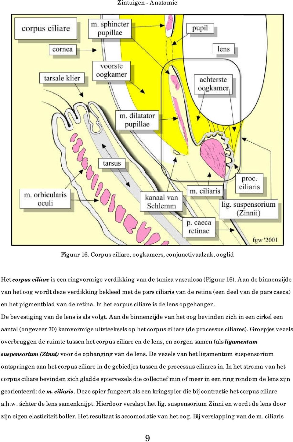 In het corpus ciliare is de lens opgehangen. De bevestiging van de lens is als volgt.