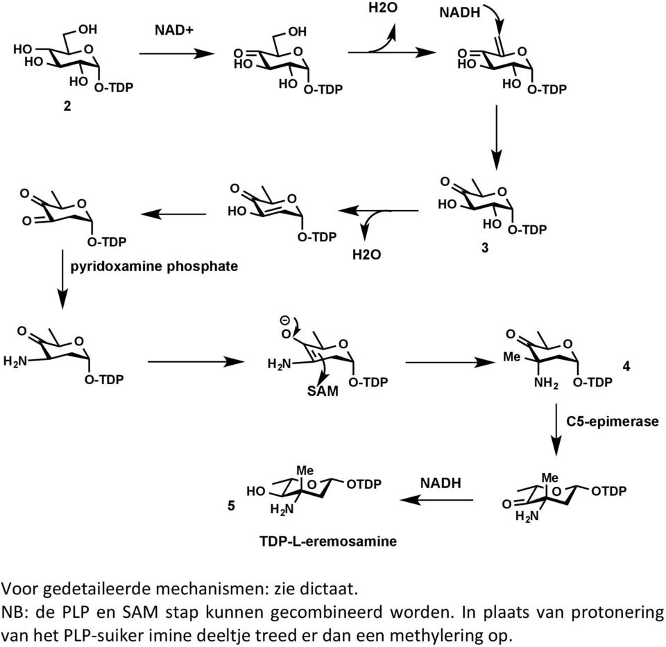 mechanismen: zie dictaat. : de L en AM stap kunnen gecombineerd worden.