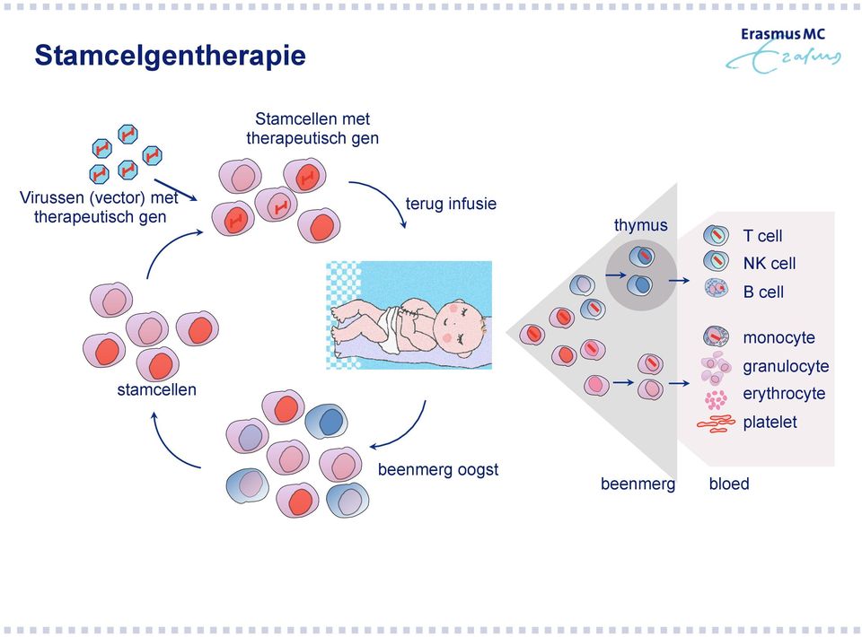 thymus T cell NK cell B cell monocyte granulocyte