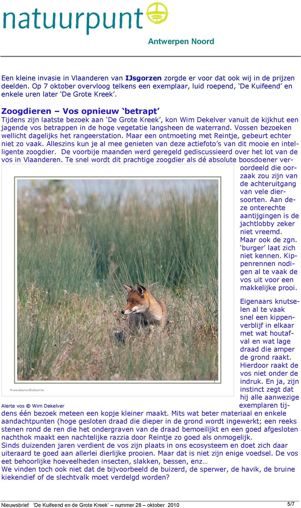 Zoogdieren Vos opnieuw betrapt Tijdens zijn laatste bezoek aan De Grote Kreek, kon Wim Dekelver vanuit de kijkhut een jagende vos betrappen in de hoge vegetatie langsheen de waterrand.