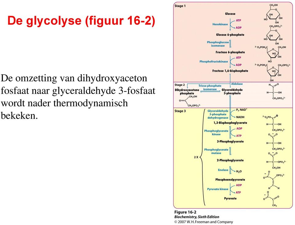 fosfaat naar glyceraldehyde