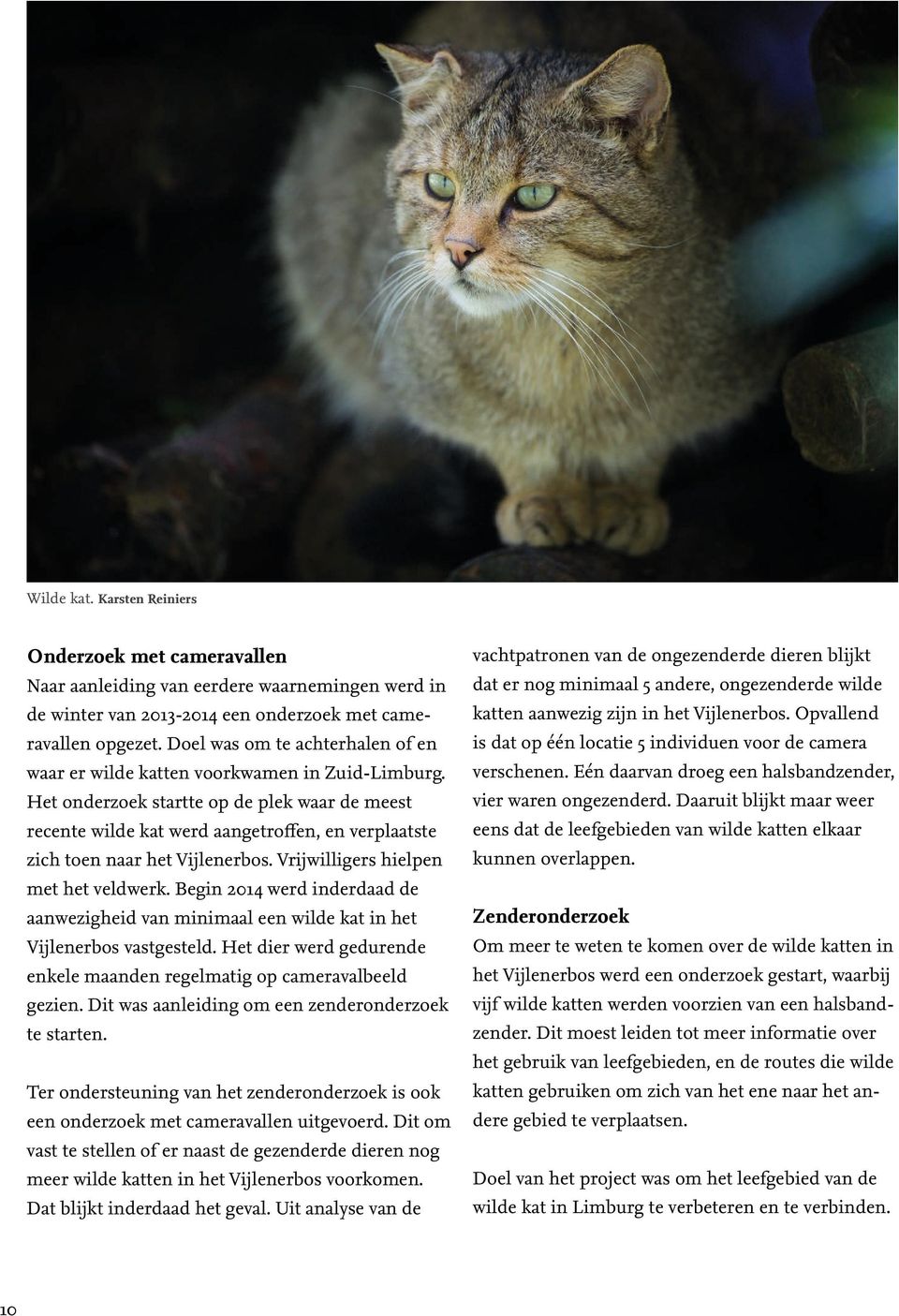 Het onderzoek startte op de plek waar de meest recente wilde kat werd aangetroffen, en verplaatste zich toen naar het Vijlenerbos. Vrijwilligers hielpen met het veldwerk.