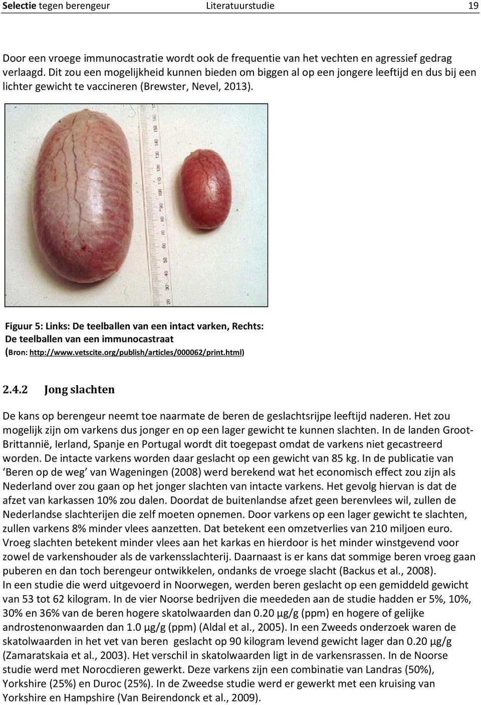 Figuur 5: Links: De teelballen van een intact varken, Rechts: De teelballen van een immunocastraat (Bron: http://www.vetscite.org/publish/articles/000062/print.html) 2.4.