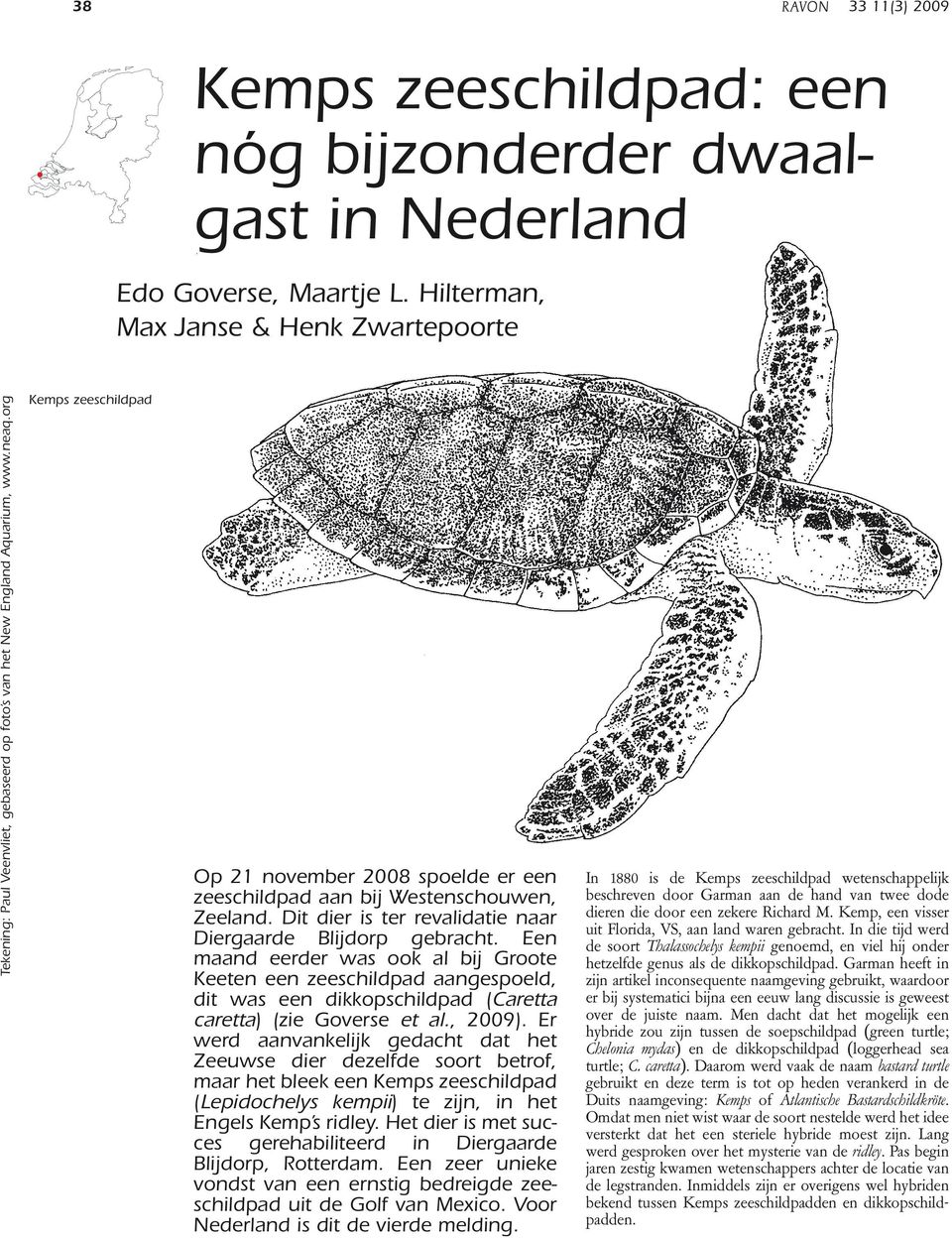 org Kemps zeeschildpad Op 21 november 2008 spoelde er een zeeschildpad aan bij Westenschouwen, Zeeland. Dit dier is ter revalidatie naar Diergaarde Blijdorp gebracht.